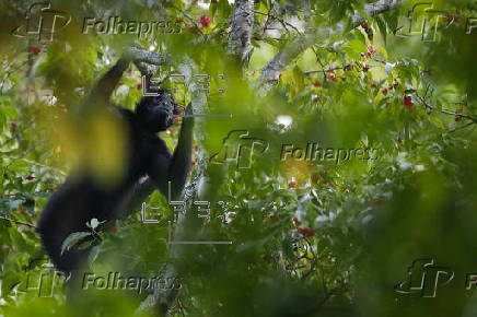 La bsqueda de nuevas especies en una reserva rica en biodiversidad de Panam