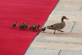 Ducks walk across the red carpet in Belgrade