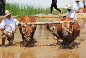 Traditional rice field plowing demonstration in Suwon