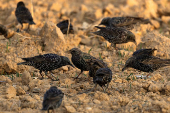 Migrating starlings gather at a landfill site near Beersheba