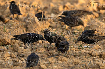 Migrating starlings gather at a landfill site near Beersheba