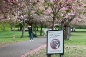 People visit Greenwich Park to view cherry blossoms in London