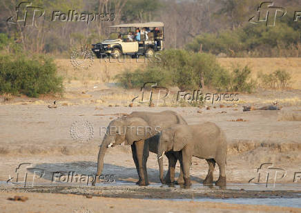 FILE PHOTO: Tourists look at a group of elephants at the Hwange National Park