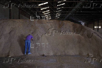 Agricultor de La Albufera: 