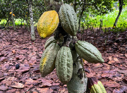 FILE PHOTO: Farmers work at a cocoa farm in Daloa