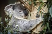 Koalas on display for the first time in Ouwehands Zoo