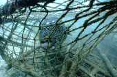 Star puffer fish is trapped inside an abandoned fishing cage in Phuket