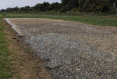 Mudanas climticas provocam mortandade de peixes no PA