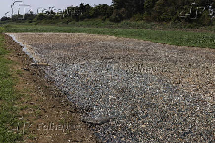 Mudanas climticas provocam mortandade de peixes no PA