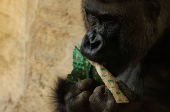 Gorillas receive Christmas boxes containing food at Bioparc Fuengirola, in Fuengirola