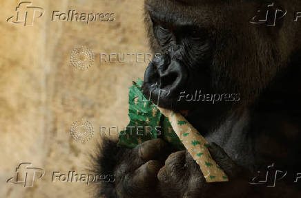 Gorillas receive Christmas boxes containing food at Bioparc Fuengirola, in Fuengirola