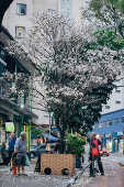 Pedestres param para observar florada de ip branco em So Paulo