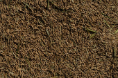 Rice crops lie in a tractor trolley in a field in Kalampura village