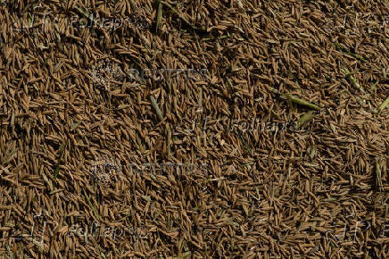 Rice crops lie in a tractor trolley in a field in Kalampura village