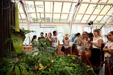 Endangered corpse flower, nicknamed Putricia, blooms