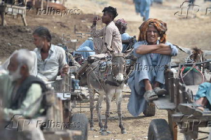 Prices of donkeys surge in Pakistan due to increasing demand from China