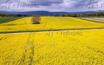A drone view shows a man walking his dog between rapeseed fields in Oulens-sous-Echallens