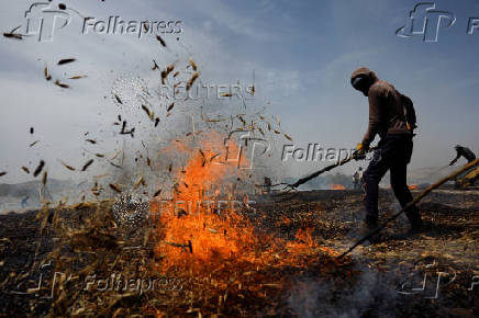 Palestinians make freekeh, near Jenin