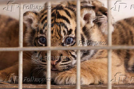 Two Sumatran tiger cubs born at the Amiens zoo
