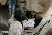 Gorillas receive Christmas boxes containing food at Bioparc Fuengirola, in Fuengirola