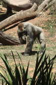 O gorila Id Amin, de 38 anos de