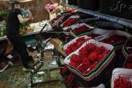 Los catalanes regalarn 7 millones de rosas por Sant Jordi, un 20% ms que el pasado ao