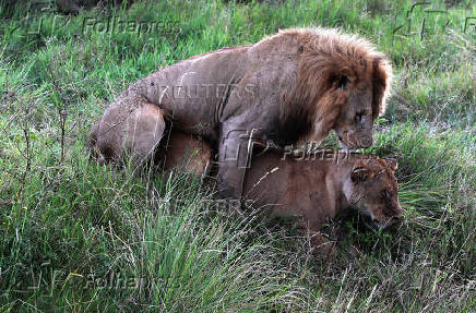 African lions (Panthera Leo) mate in the Maasai Mara game reserve, near the Kenya-Tanzania border in Narok county