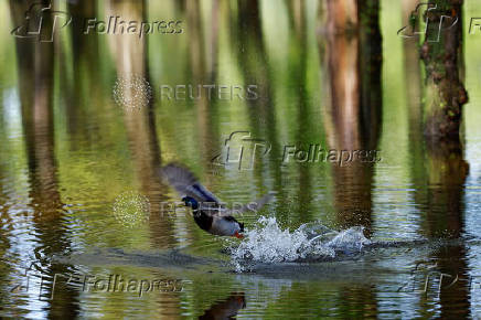 Duck takes off from a flooded area in a park in Kyiv