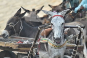 Prices of donkeys surge in Pakistan due to increasing demand from China