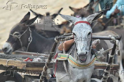 Prices of donkeys surge in Pakistan due to increasing demand from China