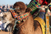 Camel Wrestling Festival in Turkey