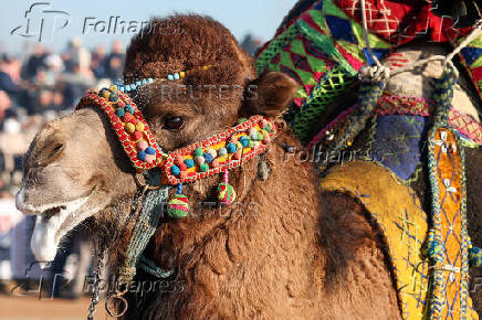 Camel Wrestling Festival in Turkey