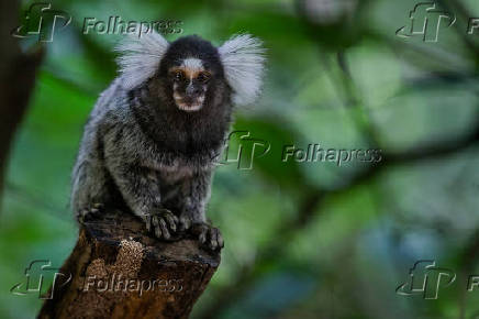 Canal Natureza: Galerias de Sagui - Iguinho