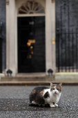 Larry the cat sits outside 10 Downing Street in London