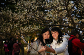 People take photos with plum blossoms in Taipei