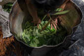 Preparao tradicional de ayahuasca