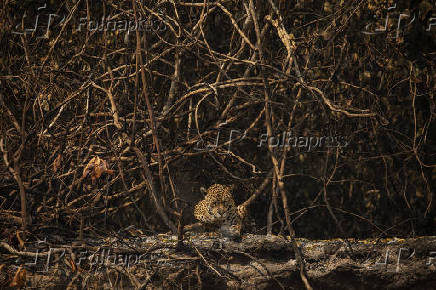 Ona-pintada descansa em rea queimada as margens do rio Trs Irmos, em Pocon (MT)
