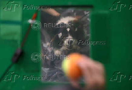 Rohan looks on as her owner Paula Perez holds a ball during a test at the Eotvos Lorand University in Budapest