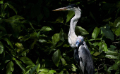 A heron with a plastic cup attached to its neck and blocking its throat, in Rio de Janeiro