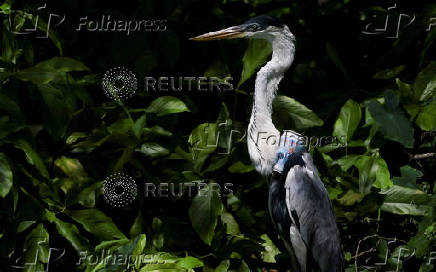 A heron with a plastic cup attached to its neck and blocking its throat, in Rio de Janeiro