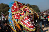 Camel Wrestling Festival in Turkey