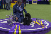 Westminster Kennel Club  coroado como o melhor da exposio canina anual