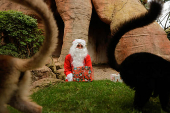 Lemurs receive Christmas boxes containing food at Bioparc Fuengirola, in Fuengirola