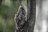 Um esquilo  visto no parque Vicentina Aranha