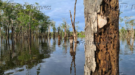 Resex Baixo Rio Branco-Jauaperi