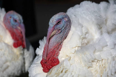 U.S. President Biden pardons the ThanksgivingTurkeys during the annual ceremony at the White House in Washington, U.S.