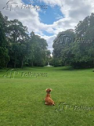 Animal de estimao do presidente francs caminhou entre convidados em recepo