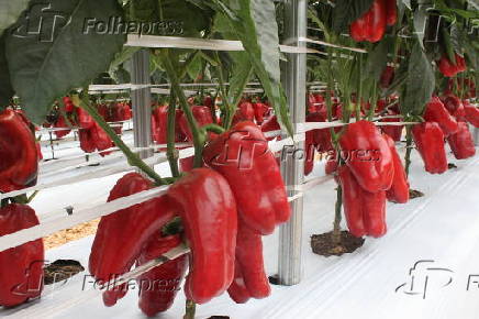 Pimentes em estufa em fazenda experimental da Sakata, no interior de SP