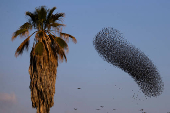 A murmuration of migrating starlings is seen across the sky at a landfill site near Beersheba