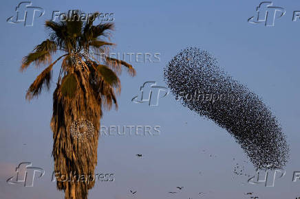 A murmuration of migrating starlings is seen across the sky at a landfill site near Beersheba